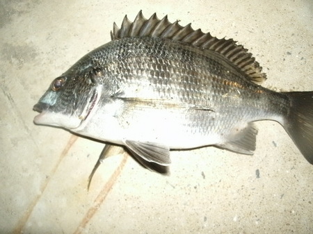GEDC0039.JPG