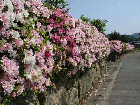 画像 440.jpg