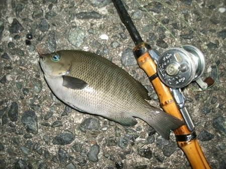 GEDC3522.JPG