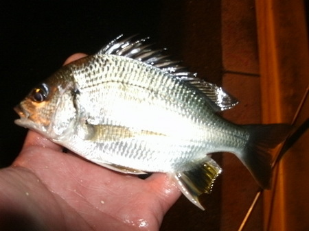 GEDC4660.JPG