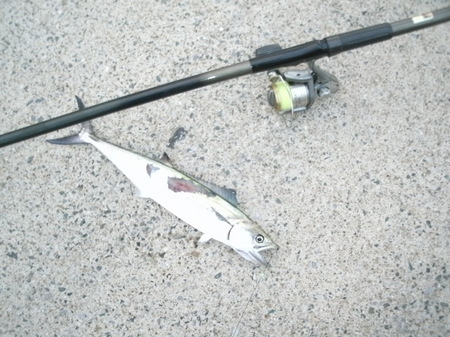GEDC5290.JPG