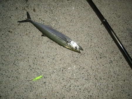 GEDC5291.JPG